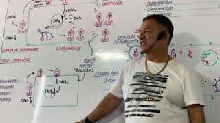 CICLO LÍTICO VIRUS - CICLO LISOGÉNICO - CLASE EN VIVO CON EL PROFESOR MÁS DIDÁCTICO DE AMÉRICA ---
