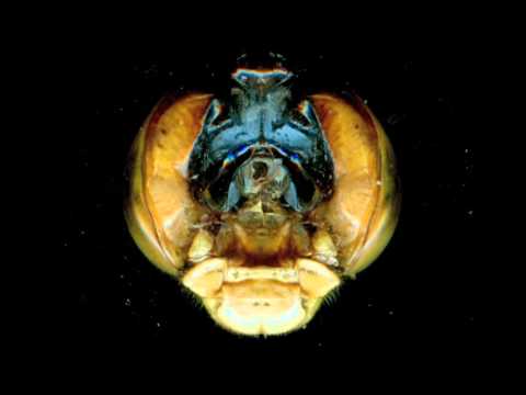 Sons of the Void/A Kick Like That