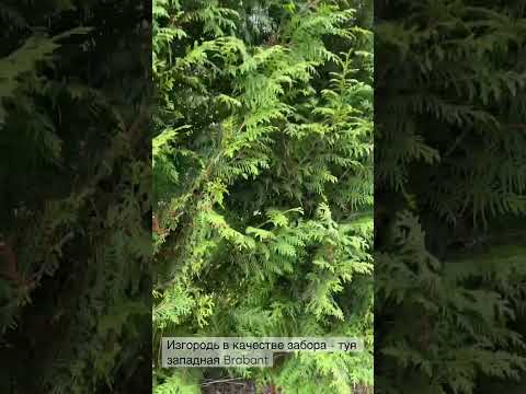фото туя западная ''brabant'' приживаемость 98%в горшка 0