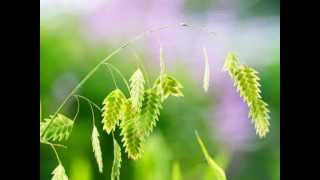 VERDE QUE TE QUIERO VERDE   Manzanita