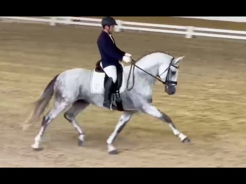 CDIYH Madrid - Eloi Morgado & Lizarran - 6yo PRELIMINARY