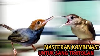 Download lagu BURUNG MASTERAN KAPAS TEMBAK FEAT PRENJAK KEPALA MERAH mp3
