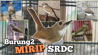 Download lagu This bird looks like an SRDC. Be careful not to buy the wrong one. mp3 Download lagu This bird looks like an SRDC. Be careful not to buy the wrong one. mp3