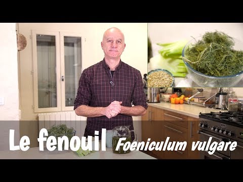 , title : 'Le fenouil (Foeniculum vulgare) : nutrition, digestion, allaitement'