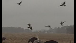 preview picture of video 'Best Goose Hunt on Biggest Farm Kent Island'