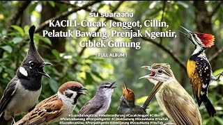 Download lagu Clear Bird Chirping Sound – Masteran & Therapy for Birds, Attracts Wild Birds mp3