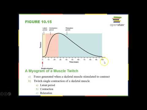 Anatomy and Physiology_Open Stax_Chapter 10 part 3 correct
