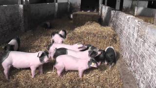 preview picture of video 'Granja Ramonich, Organic Farm devoted to Animal Welfare'