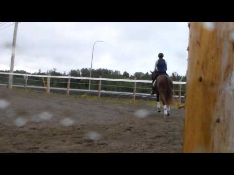 Bliss - 2010 Belissimo M gelding