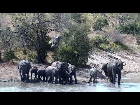 Djuma: Elephant herd with small ones at the dam - 11:22 - 08/16/2022