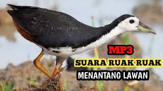 Download lagu Ruak ruak pikat mp3 ampuh mp3