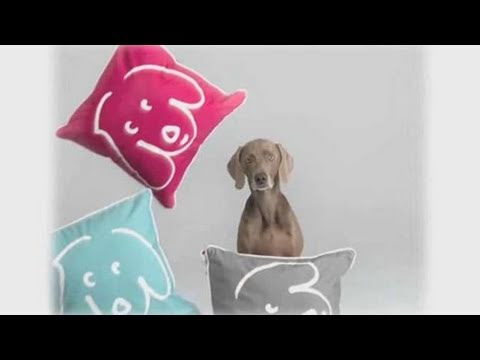 download lagu mp3 mp4 Do Weimaraners Shed, download lagu Do Weimaraners Shed gratis, unduh video klip Do Weimaraners Shed