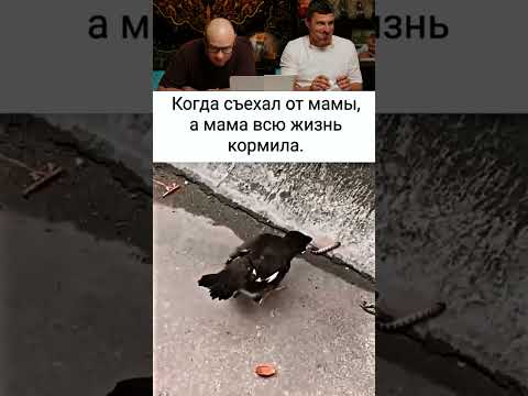 ЗАСМЕЯЛСЯ-ПОДПИСАЛСЯ🤣😂 Ч.185 #шортс