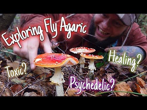 Exploring Fly Agaric: A Wild Magical Mushroom 🍄 (Amanita muscaria)