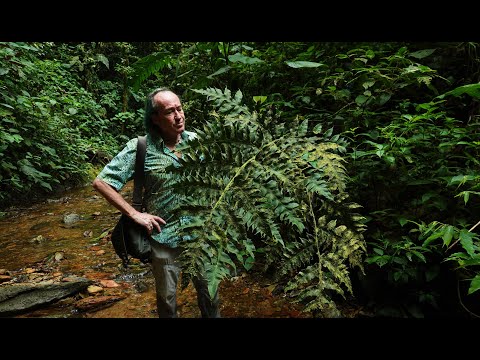 FIELD TRIP WITH PATRICK BLANC IN ECUADOR - MASHPI CLOUD FOREST