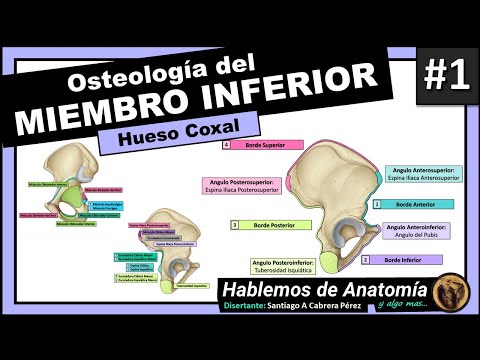 🔴 #3👉OSTEOLOGIA DEL MIEMBRO INFERIOR 🟩 HUESO COXAL🟪