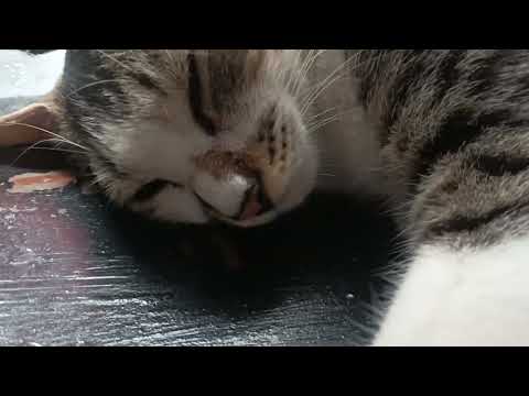 cat#sleeping