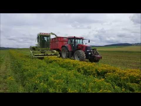 Johanneskraut Häckseln 2016 mit Claas SF 70 und Case CVX 195