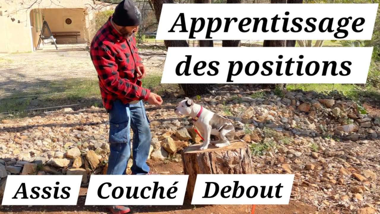 Comment apprendre les positions Assis Couché Debout à son chien ?