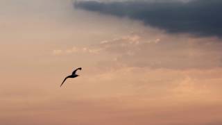 WORDS  -  BIRDY feat NAVII