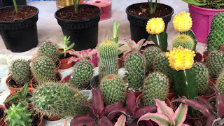 preview picture of video 'Tree exhibition in Bangladesh | Orchid | Cactus |'