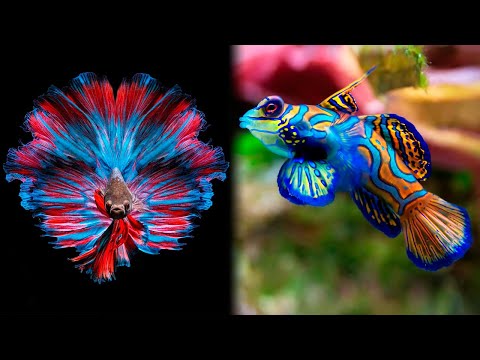 The Most BEAUTIFUL FISHES In The World ????