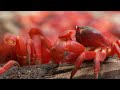 45 Million Red Crabs March | Lands of the Monsoon | BBC Earth