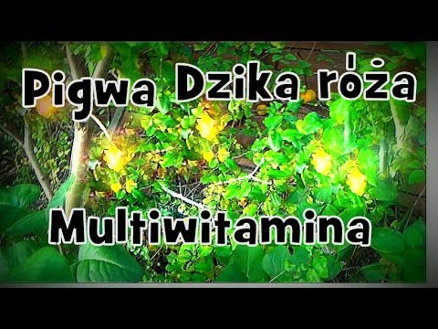 Olej do włosów, co jest wykorzystanie Masło shea do korzeni włosów