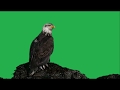Real Bald Eagle On A Rock Green Screen Effect