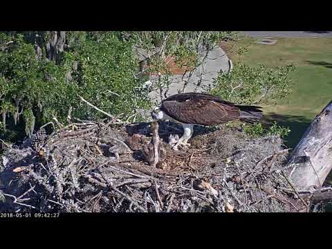 Sibling Aggression During Feeding In Savannah Osprey Nest – May 1, 2018