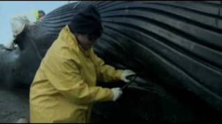 The Whale: Inside Nature&#39;s Giants Part 5/5