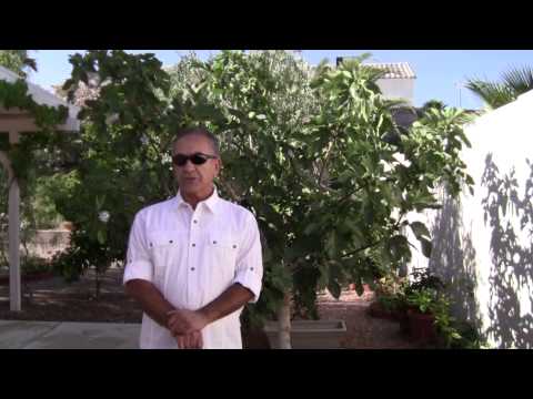 YouTube video about: How to protect figs from birds?