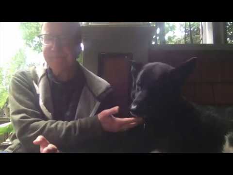 Psychedelics are agonists at 5-HT2A receptors