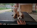 Cavalier King Charles Spaniel welpen kaufen