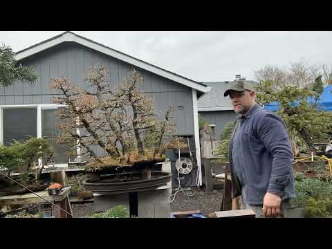Japanese Larch Bonsai Forest planting repot.