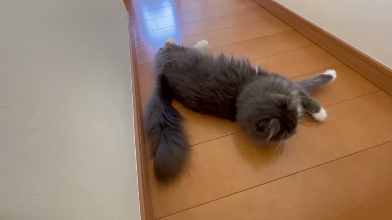 ダラダラ遊ぶのだ