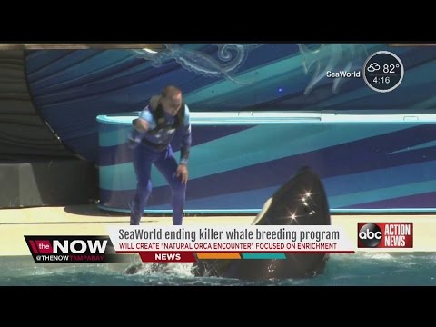 SeaWorld's orcas will be the last generation of killer whales at the Orlando theme park