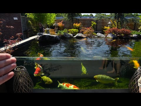 Glass Window Koi Pond Design - BIG Koi Collection!!