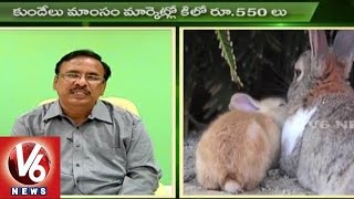 Sagubadi | Rabbit Farming Techniques | Rabbit Meat | Agriculture News l V6 News