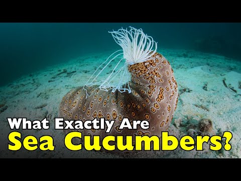 What Exactly Are Sea Cucumbers? [ID0713]