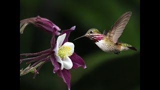 Flor e o Beija- Flor  ( Henrique e Juliano)-Cover-