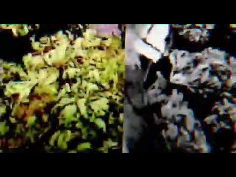 VieR44VieR - (Hustler) feat. P.A.T.M.A.N & DNA030 (Official Video)