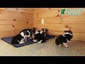Welsh Corgi Pembroke dogs for sale: Heather - Video 1