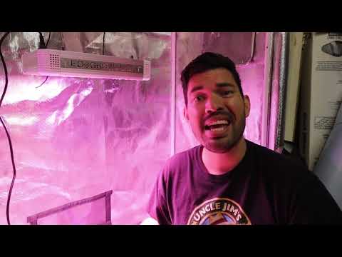 YouTube video about: Can you use a reptile light for plants?
