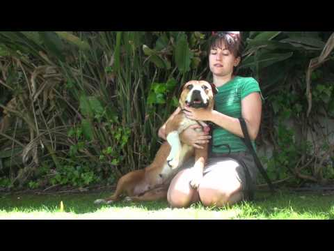 Arwen, an adopted Boxer & Beagle Mix in Santa Monica, CA_image-1