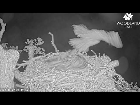 OWL ATTACK on Dorcha the Loch Arkaig Osprey just minutes after she lays 2nd egg 27 Apr 2022 (slo-mo)