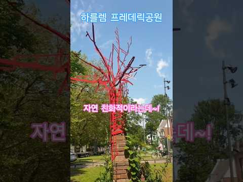 Correspondent's Notebook: Haarlem's red maple trees, not red maples. The streets of the future. M...