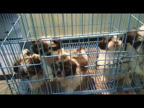 🤩Good Quality🤩         🐾🐾🐾🐾🐾   🐶Shizu puppys🐶  Available..Hydarabad   💯💯💯💯💯💯