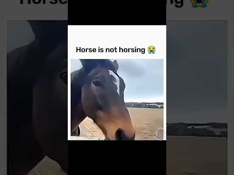 horse is not horsing 😭 ||#meme #horse #fun #funnyvideo #music #funny #jaidmeel #viral #viralshort