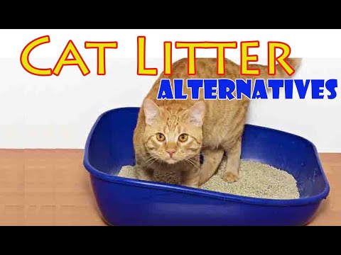 Cat Litter Alternatives